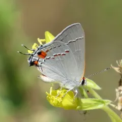 Gray Hairstreak thumbnail 2