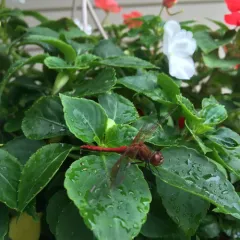 Band-winged Meadowhawk thumbnail 1