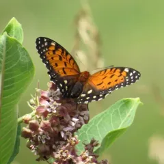 Regal Fritillary thumbnail 2