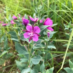 Dwarf Fireweed thumbnail 3