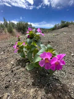 Cusick Monkeyflower thumbnail 2