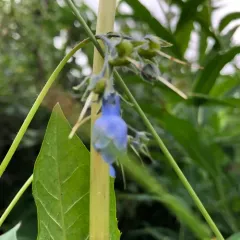 Tall Bluebell thumbnail 3