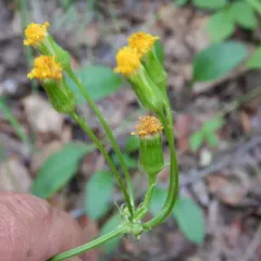 alpine groundsel thumbnail 3