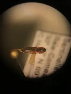 Idolus debilis thumbnail 2