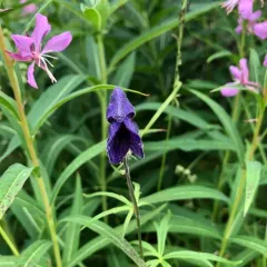 Larkspurleaf Monkshood thumbnail 2