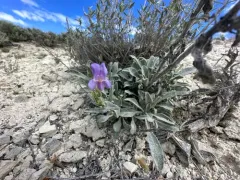 Malheur Penstemon thumbnail 4