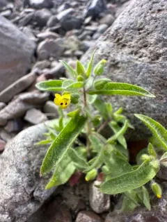 False Monkeyflower thumbnail 3