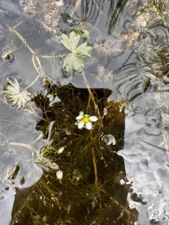 Ranunculus mongolicus thumbnail 3
