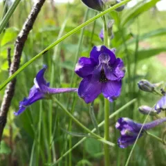 Low Larkspur thumbnail 2