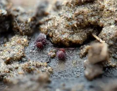 Dicyrtoma fusca thumbnail 3