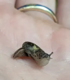 Keeled Jumping-slug thumbnail 3