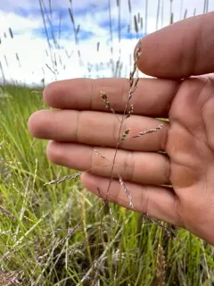 lemmon's alkali grass thumbnail 3