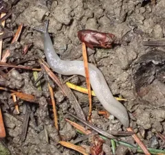 Worm Slug thumbnail 3