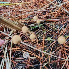 Psilocybe pelliculosa thumbnail 3