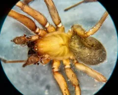 Northern Spurred Woodland Funnelweaver thumbnail 2