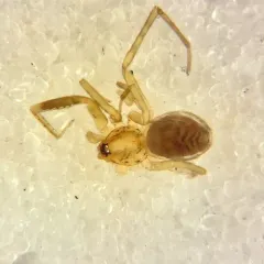 Phrurotimpus borealis thumbnail 3