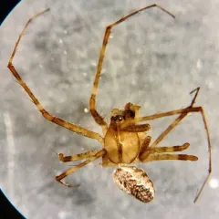 Taiga Sheetweb Weaver thumbnail 1