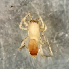 Kaston Sac Spider thumbnail 2