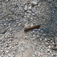 Orange-tipped Oakworm Moth thumbnail 3