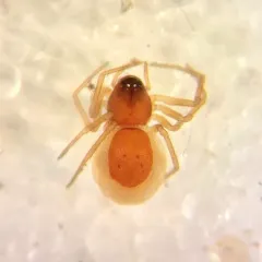 Ceraticelus fissiceps thumbnail 2