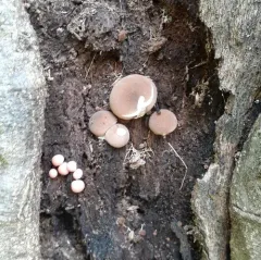 Lycoperdon subincarnatum thumbnail 4