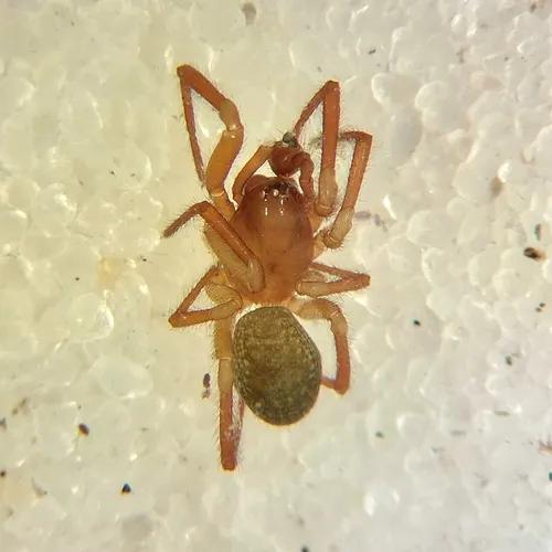 Common Immaculate Cobweaver