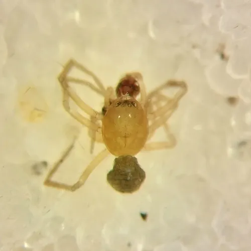 Gnathonaroides pedalis