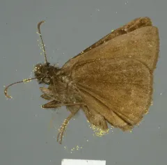 Pacuvius Duskywing thumbnail 3