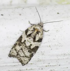 Eastern Black-headed Budworm Moth thumbnail 3
