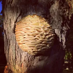 Northern Tooth thumbnail 2