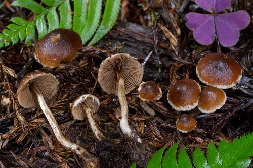 Psathyrella fragrans