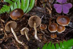 Psathyrella fragrans thumbnail 1