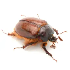 Pleocoma simi thumbnail 1
