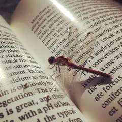 Autumn Meadowhawk thumbnail 2