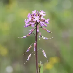 spreadingpod rockcress thumbnail 3