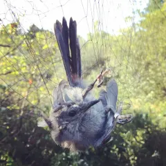 Gray Catbird thumbnail 4