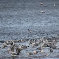 Little Gull thumbnail 4
