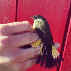 American Redstart thumbnail 4