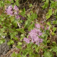 Western Snakeroot thumbnail 2