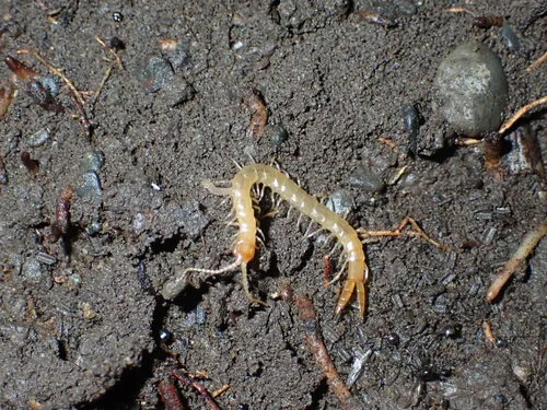Theatops californiensis
