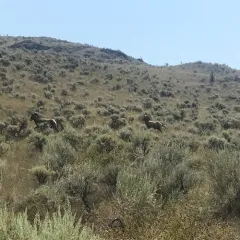 Bighorn Sheep thumbnail 4