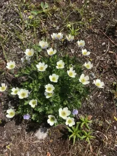 Little Belt Mountain Thimbleweed thumbnail 3