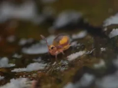 Malmgren's Springtail thumbnail 3