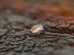 Megalothorax minimus thumbnail 4