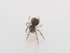Trogloneta paradoxa thumbnail 3