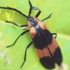 Reticulated Net-winged Beetle thumbnail 4