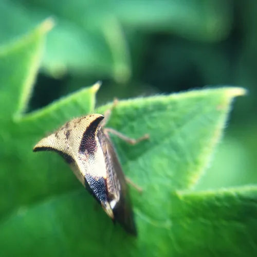 Two-horned Treehopper