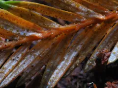 Chloroscypha chloromela thumbnail 2
