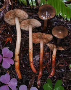 Phaeocollybia olivacea thumbnail 3