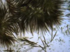 Gloeotrichia echinulata thumbnail 4
